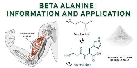 purpose of beta alanine|How Beta Alanine Works & its Benefits .